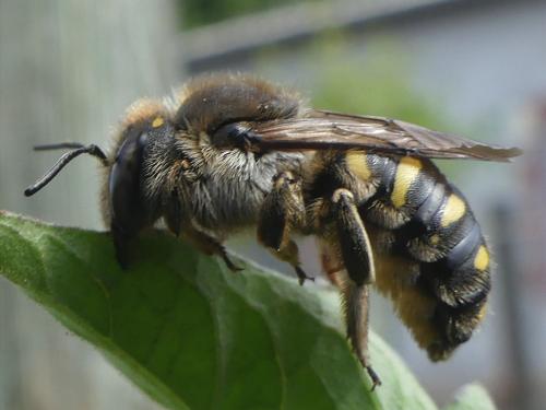 Anthidium septemspinosum